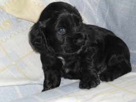 Duke 